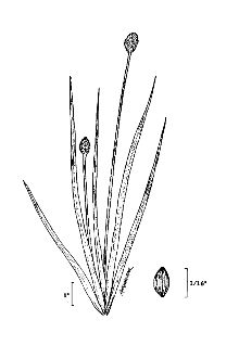 Xyris difformis 