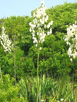 Yucca filamentosa 