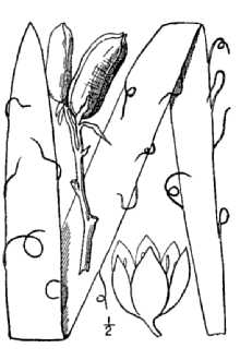 Yucca filamentosa 