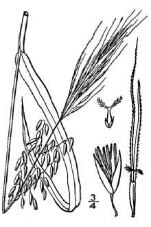 Utricularia resupinata 