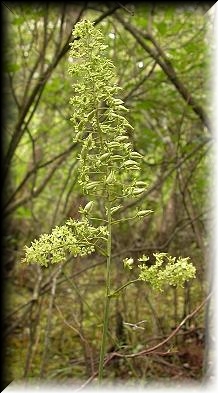 Zigadenus leimanthoides