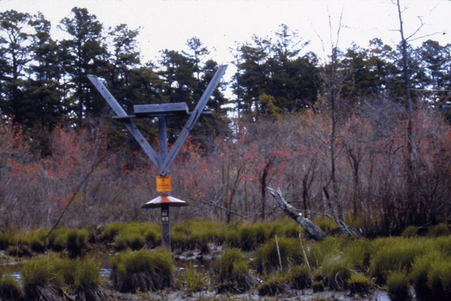 The proximity to tree line probably made osprey feel insecure