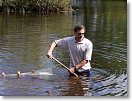 Steve Eisenhauer seining during Menantico Ponds fieldtrip