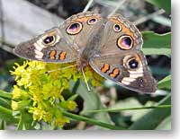 Buckeye Butterfly