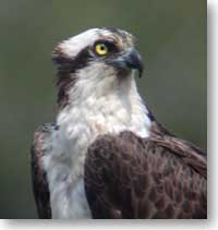 Adult Osprey