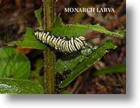 Monarch Larve