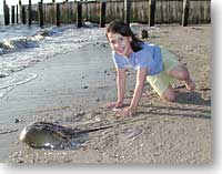 horseshoe crab