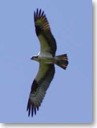 osprey