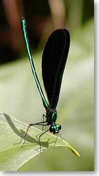 Damsel fly