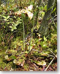 Pitcher Plant