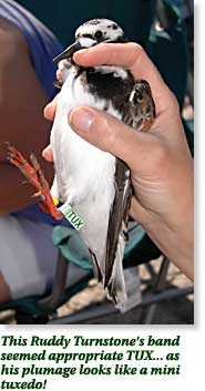 Banding shorebirds