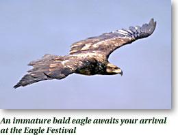 Immature bald eagle