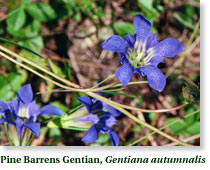 Pine Barrens Gentian