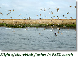 Flight of the shorebirds