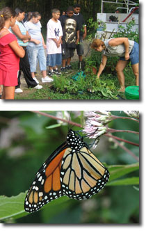 Butterfly Garden