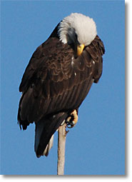 Eagle