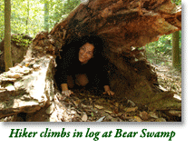 Hiker climbs in log at Bear Swamp