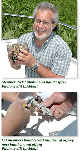 Osprey banding