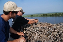 Osprey Nest