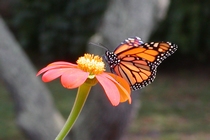 Monarch Butterfly