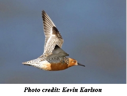 Red Knot