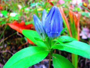 Gentiana saponaria