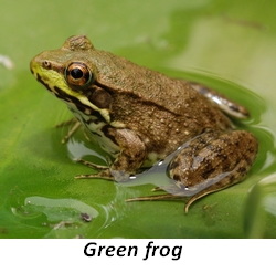 green frog