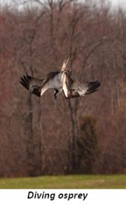 Diving osprey