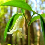 Uvularia sessilifolia