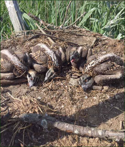 Osprey Chicks