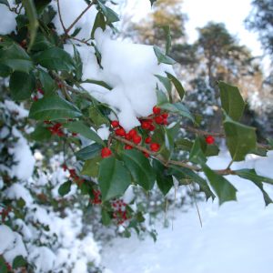 Holly berries in the snow