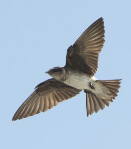 Purple Martin Flying