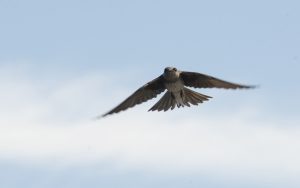 Purple Martin