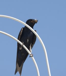 Purple Martin with Bugs