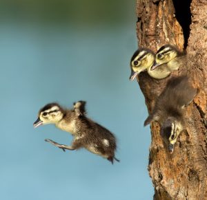 Just one day after hatching, young wood duck chicks leave the nest.