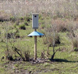 CU Maurice River wood duck nesting box