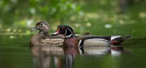 Pair of wood ducks Credit: Stan Tekiela, NatureSmart stan@naturesmart.com