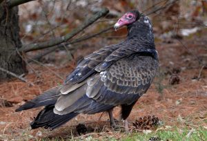 Turkey Vulture