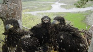 Eagle chicks on preserved land Maurice River