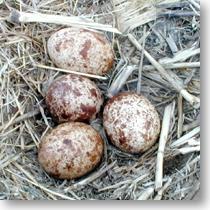 Bonanza! As of April 21 two nests have FOUR eggs