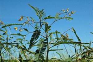 Aeschynomene virginica, sensitive joint vetch. Photo credit: Leslie Ficcaglia