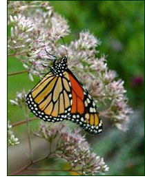 Monarch butterfly