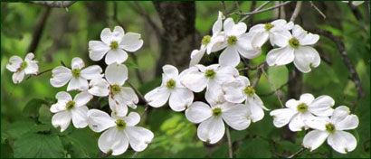 Dogwood