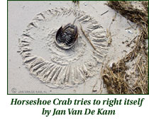 Horseshoe Crab