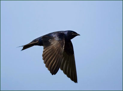 Purple Martin