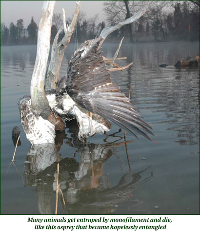 Osprey trapped in monofiliment