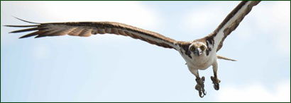 Osprey in flight