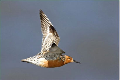 Red Knot