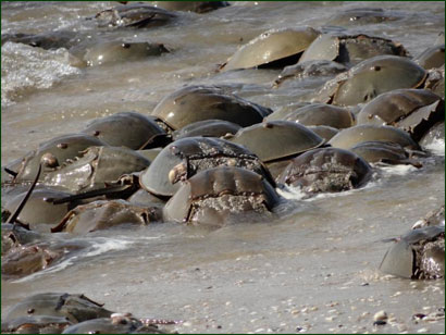 Horseshoe Crabs