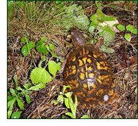 Box Turtle